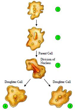 Image result for Class 8 Science Reproduction