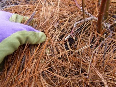 Pine Straw vs. Mulch, Choosing the Right Mulch | HGTV