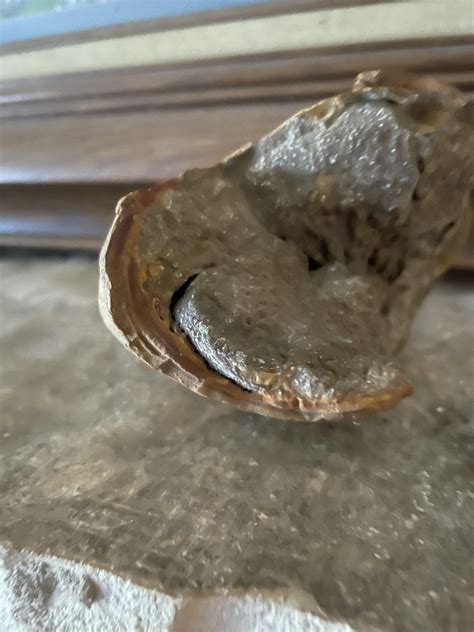 Image result for Egg Shell Shape