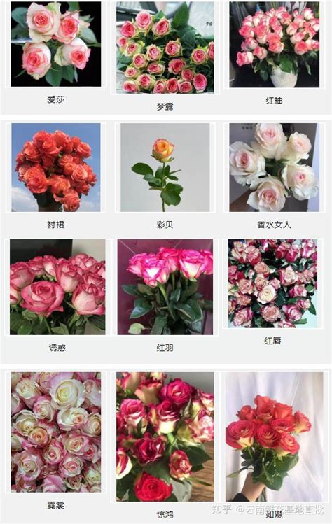 认识各种花卉名称,常见花卉图片及名称(第4页)_大山谷图库