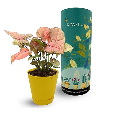 Kyari.Co Kyari Syngonium Red Plant With Self Watering Pot For Indoor ...