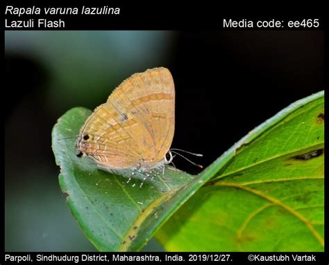 Rapala varuna | Butterfly