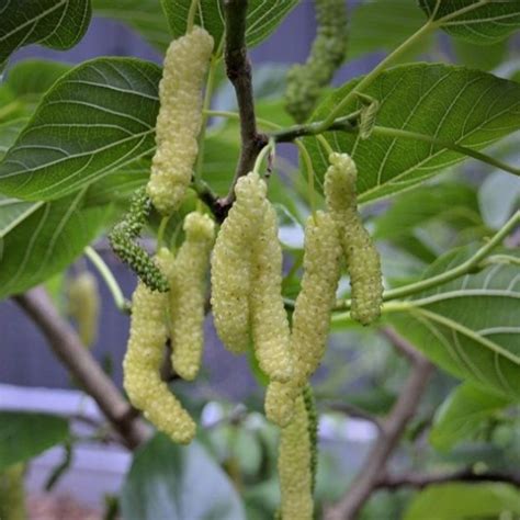 Yellow Long Mulberry (Morus alba) Fruit/Ornamental Live Plant (Home ...