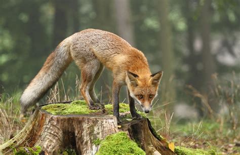 Are Foxes Dangerous? Here's When to Seek Help - Connors Pest Pros
