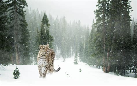 snow, leopard, snow, persian, leopard, winter, leopard, HD Wallpaper ...
