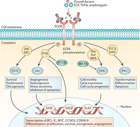 Cetuximab Mechanism Of Action
