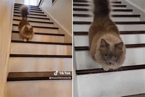 Try Not To Smile at These Munchkin Cats 'Bunny Hopping' Down the Stairs ...