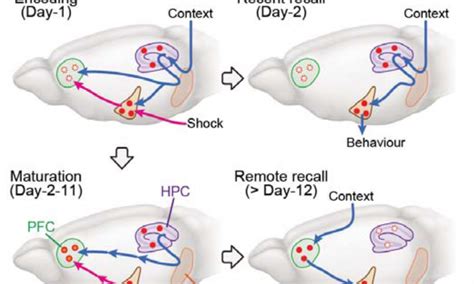 Brain Memory 的图像结果