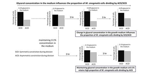 Mycobacterial Populations Partly Change the Proportions of the Cells ...