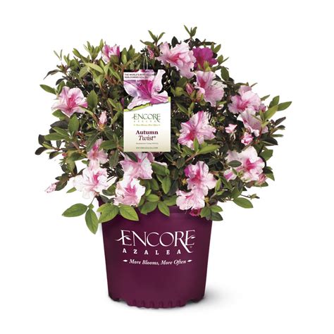 Encore Azalea 1 Gallon Autumn Twist Encore Azalea - Reblooming ...