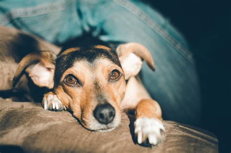 Hemorrhoids in Dogs: Causes, Symptoms, Treatment, and More