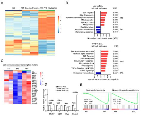 Multiple Death Pathways of Neutrophils Regulate Alveolar Macrophage ...