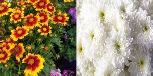 xcentax Coreopsis, Chrysanthemum Seed Price in India - Buy xcentax ...