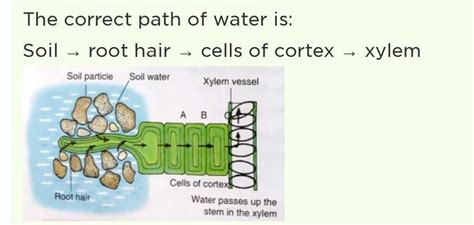 Explain the movement of water cell to cell across the root from the ...