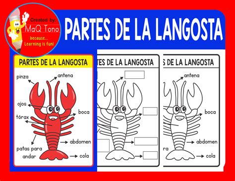 SPANISH BODY PARTS OF LOBSTER | Partes del cuerpo, Abdomen, Anatomía