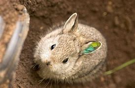 Image result for Baby Pygmy Rabbit