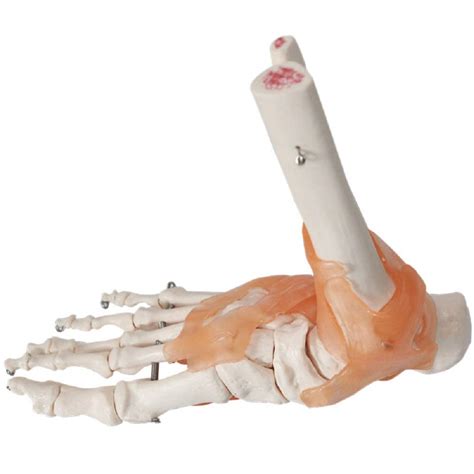 Buy Foot Joint Model with Ligaments,Life Size Human Skeleton Anatomy ...