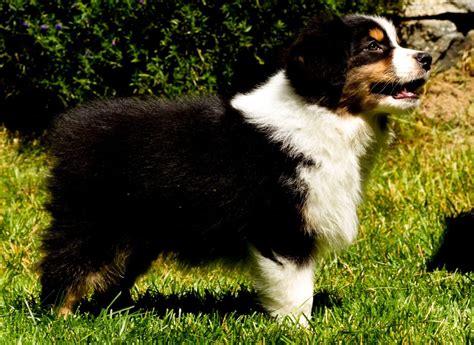 Home of Ashber Farms Australian Shepherd Breeder