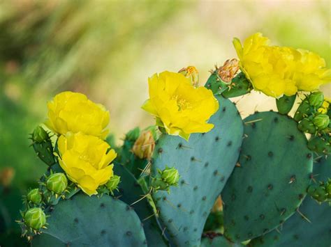 Download Yellow Prickly Pear Flowers Wallpaper | Wallpapers.com