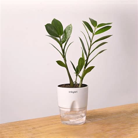 Ugaoo ZZ Plant, Zamia Air Purifer Plant With Self Watering Pot ...