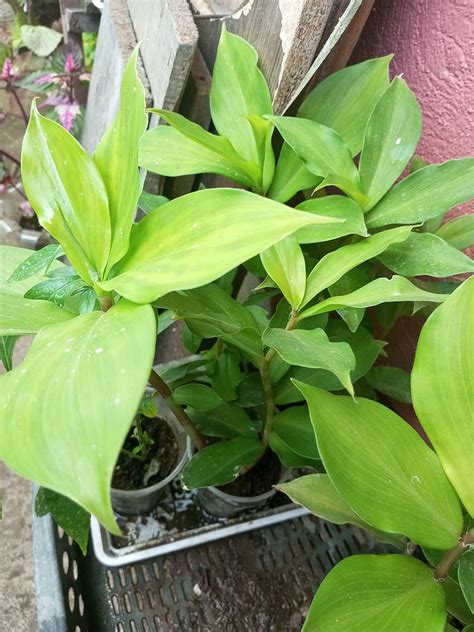 Cloud Farm Live Insulin Plant/Costus Igneus Plant For Diabetes ...