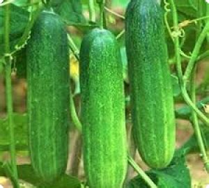 Cucumber Archives