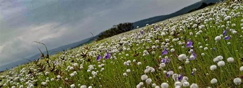 Kas Plateau Committee Website