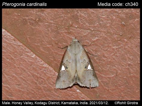 Pterogonia cardinalis Holloway, 1976 - | Moths