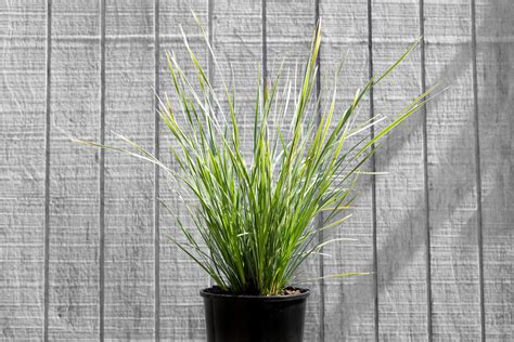 LOMANDRA ARCTIC FROST - Concept Botanica