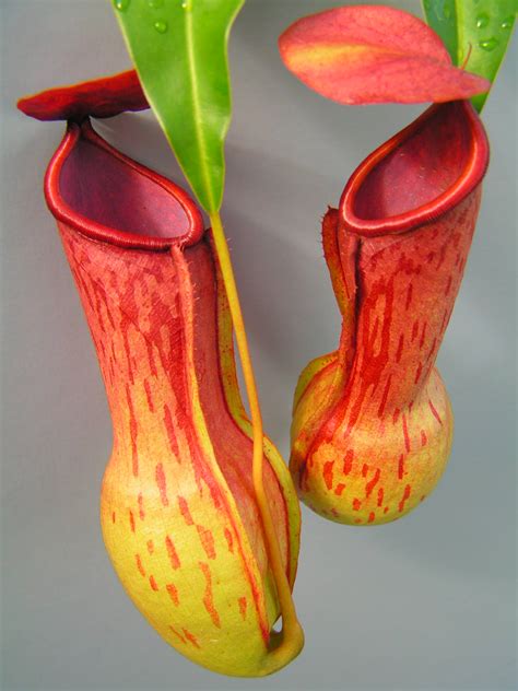 What are endemic species? Definition, Types and Importance - biology | AESL