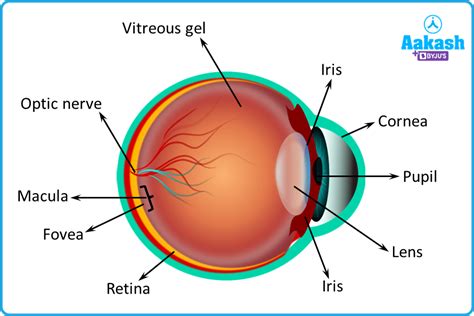 Human Eye: Defects, Apparent size, Accommodation & Correction | AESL