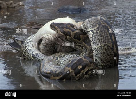 African Rock Python Eating 的图像结果