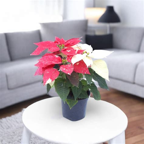 Buy Indoor Plants Online for Home in India – Plantsguru