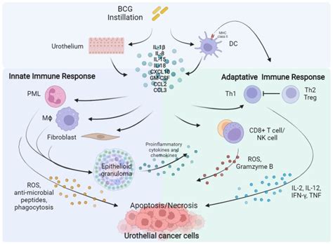 BCG and Alternative Therapies to BCG Therapy for Non-Muscle-Invasive ...