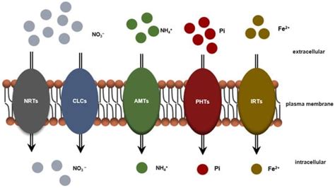 Root Breeding in the Post-Genomics Era: From Concept to Practice in Apple
