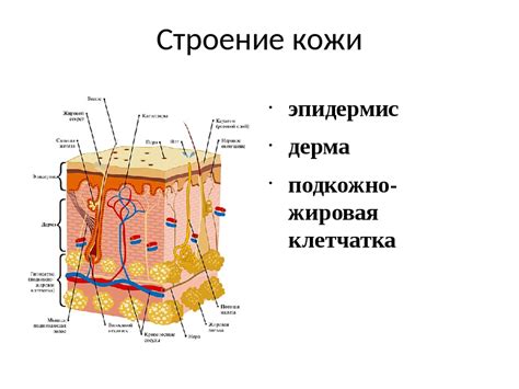 Строение кожи человека схема