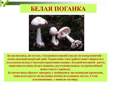 Гриб Вонючий мухомор (Белая поганка): описание, фото
