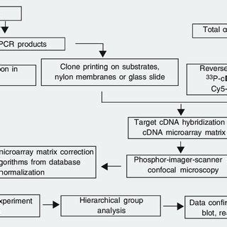 cDNA Microarray 的图像结果