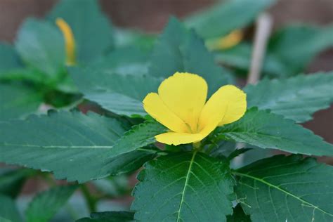 Most Common Weeds and Wild Grasses in Karnataka, India