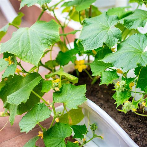 Growing Cucumbers In Pots Outside How To Grow Cucumbers In Australia
