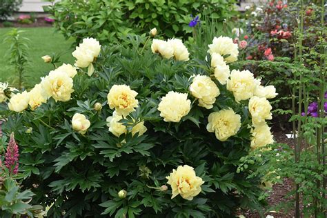 Adelman Peony Gardens - Premium Peony Roots | Salem, Oregon