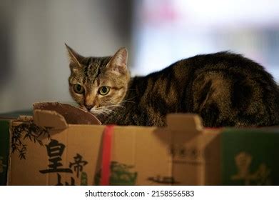 Image result for Sample HTML Code with Image