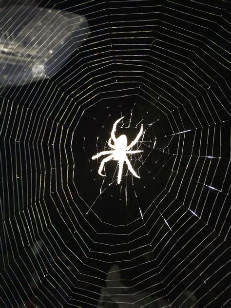 Web Drawing 的图像结果