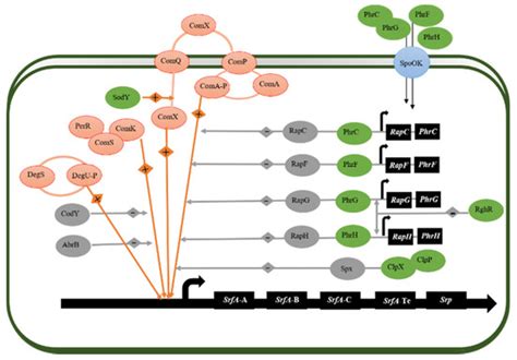 Microbial Lipopeptide-Producing Strains and Their Metabolic Roles under ...