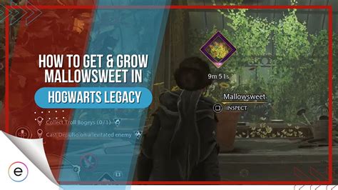 Hogwarts Legacy Mallowsweet Puzzles at Hunter Wang blog - where to find mallowsweet