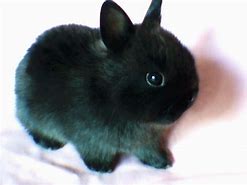 Image result for Baby Girl Fluffy Bunnies