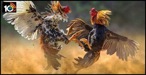 సంక్రాంతి సందడి : భీమవరం కోడిపుంజులంటే యమ క్రేజ్ | Sankranthi Festival ...