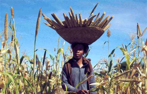 Explained: International Year Of Millets And Why Millets Is A Superfood