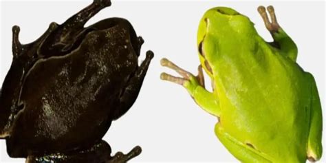 ചേർണോബിൽ ദുരന്തത്തിന്റെ ബാക്കിപത്രമോ; ഇന്നും കാണുന്ന കറുത്ത തവളകളുടെ ...