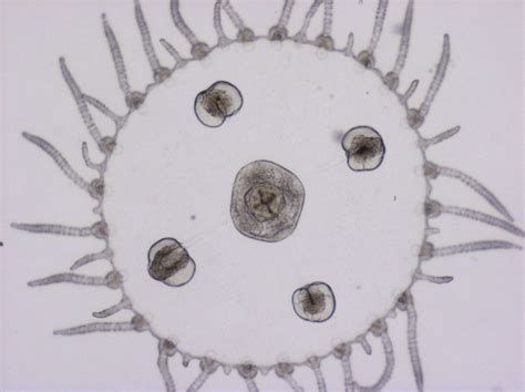 Invertebrate Embryology: Life cycle of hydrozoan Obelia sp.